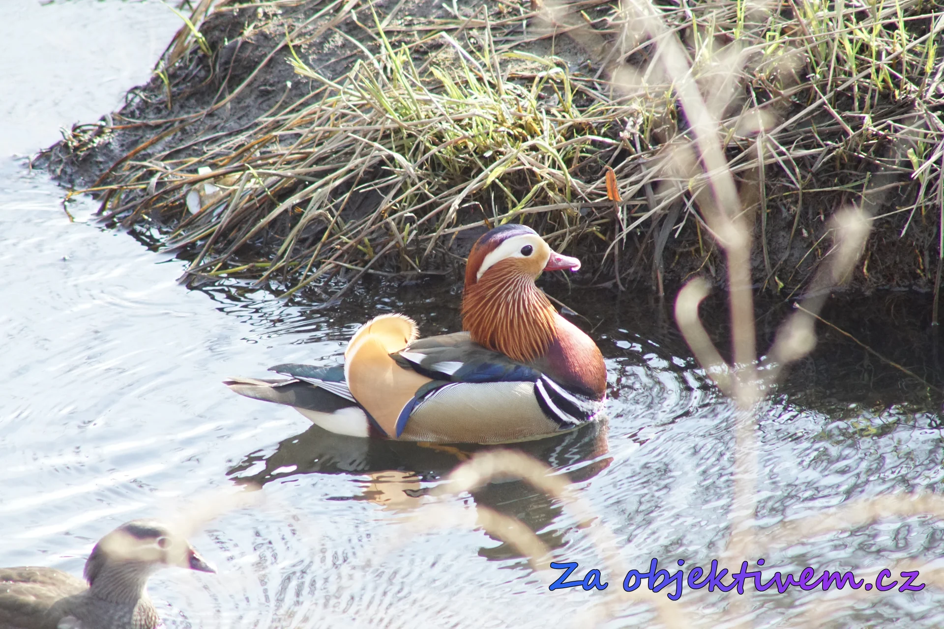 Kachnička mandarínská